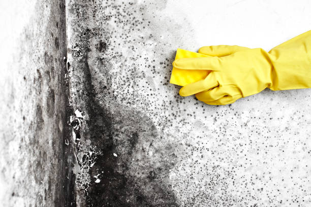 Best Mold Cleaning Services  in Mayflower Village, CA
