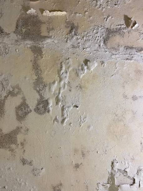 Best Attic Mold Removal  in Mayflower Village, CA